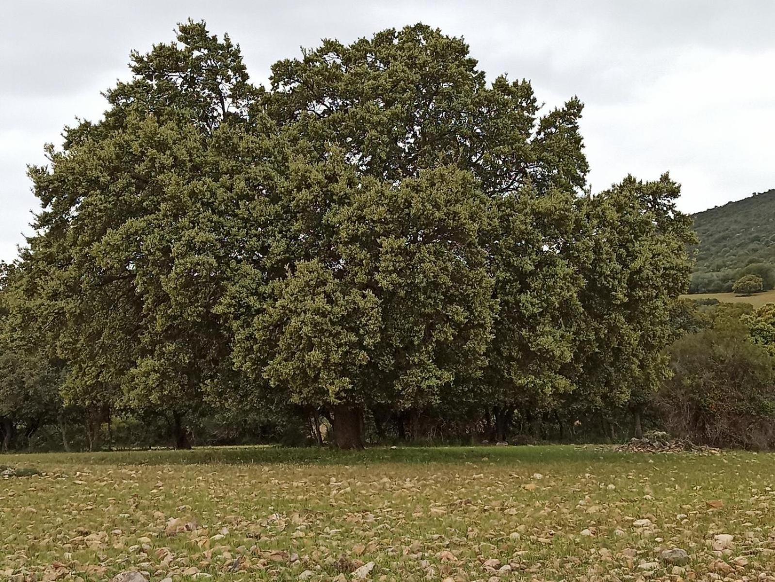Casa Rural Valle De Los Molinos El Cristo del Espiritu Santo Εξωτερικό φωτογραφία